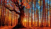 সালাম মাহমুদ-এর শরতকাব্য