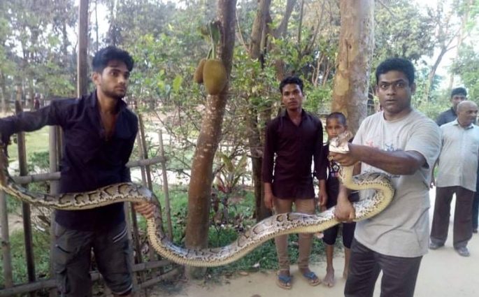 শ্রীমঙ্গল থেকে একটি অজগর ও একটি বিষধর শঙ্খিনী সাপ উদ্ধার।
