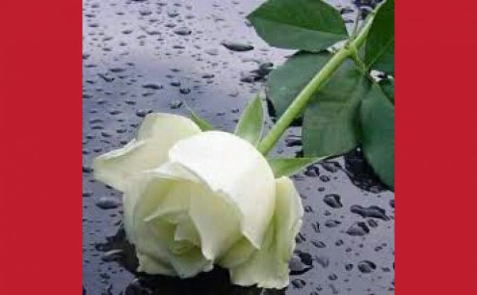 অশ্রুসিক্ত সাদা গোলাপ # মাধুরী দেবনাথ