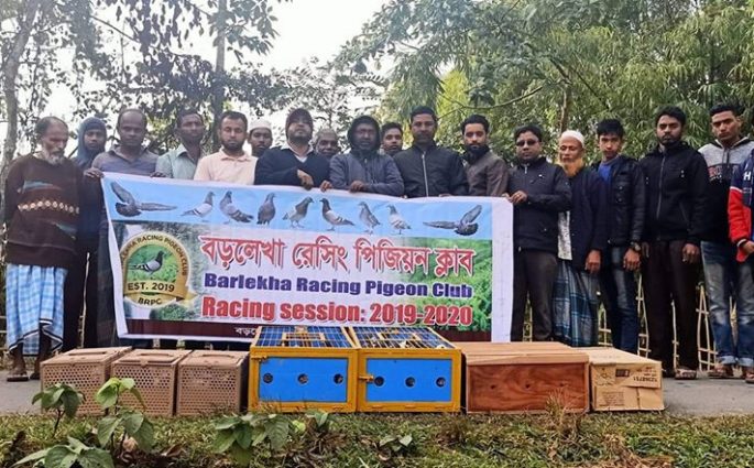 কুলাউড়ায় বড়লেখা রেসিং পিজিয়ন ক্লাবের উদ্যোগে ৭ম ট্রস রেসিং প্রতিযোগীতা সম্পুর্ন