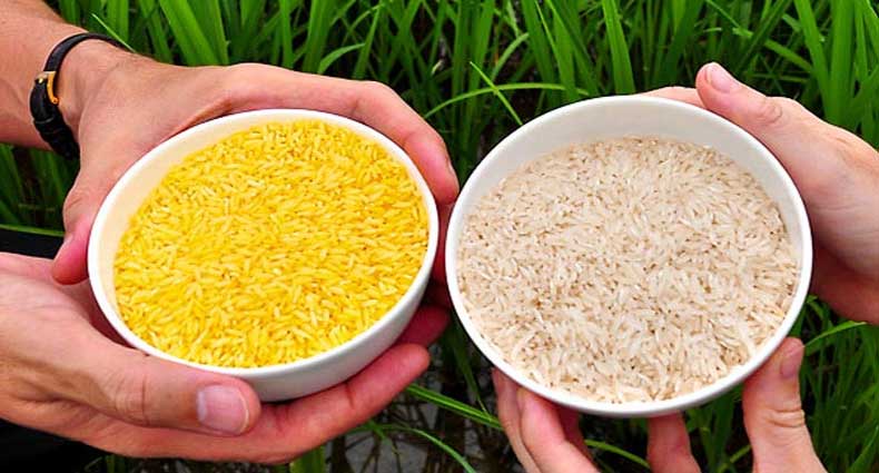 সোনালি চালের পথিকৃৎ হতে যাচ্ছে বাংলাদেশ