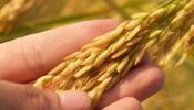 সাড়ে ৮ লাখ টন আমন ধান-চাল কিনবে সরকার