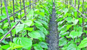 অর্থকরী ফসল পান