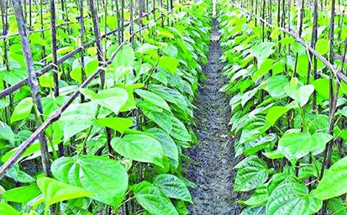অর্থকরী ফসল পান