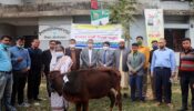 শ্রীমঙ্গলে প্রধানমন্ত্রীর অর্থায়নে ক্ষুদ্র নৃ- জাতি গোষ্টীর মাজে ৪৮টি গাভী গরু বিতরণ।