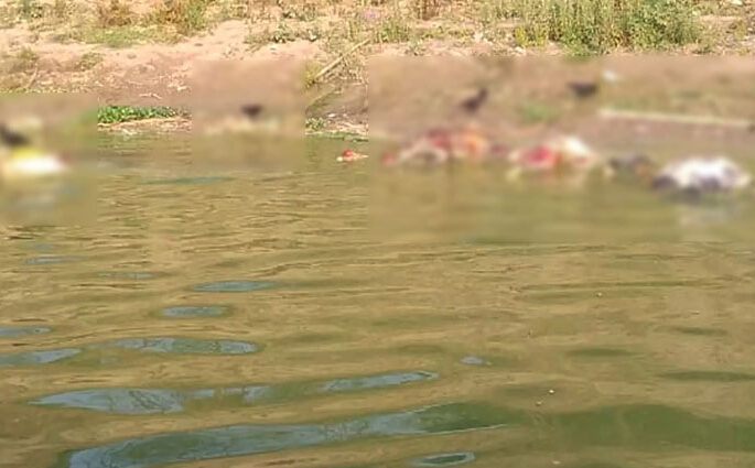 ভারতে গঙ্গায় হাজার হাজার মরদেহ, ছিঁড়ে খাচ্ছে কুকুর শেয়াল