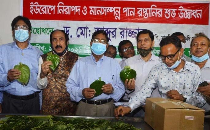 ৭ বছর পর আবারও পান রফতানি শুরু ইউরোপে