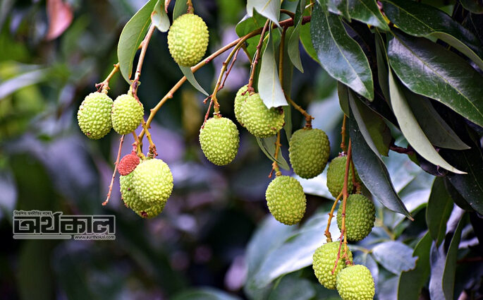 এক নজরে লিচুর উপকারিতা