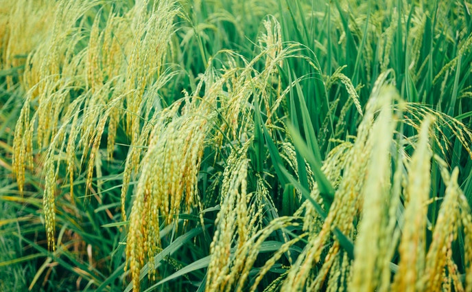 ধান সংরক্ষণে ৩০টি সাইলো নির্মাণ প্রকল্পের অনুমোদন
