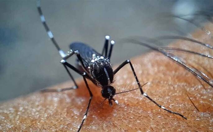 ডেঙ্গু জ্বরে আক্রান্ত হয়ে আরও ২৬৫ জন হাসপাতালে