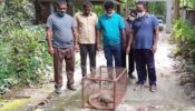 শ্রীমঙ্গলে মুরগী খেতে এসে আটকা পড়লো  গুইঁসাপ
