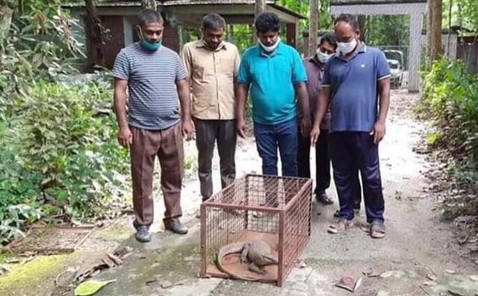 শ্রীমঙ্গলে মুরগী খেতে এসে আটকা পড়লো  গুইঁসাপ
