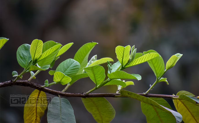 চুল পড়া কমাতে পেয়ারা পাতার জাদু