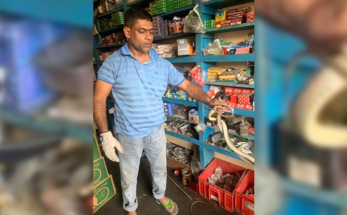 তিন দিন ধরে আটকা পরা দাঁড়াইশ সাপ দুই ঘন্টা চেষ্টার পরে উদ্ধার