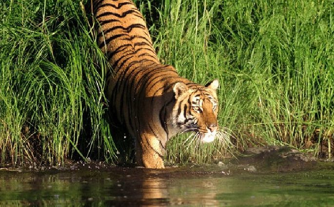 সুন্দরবনে বাঘের পাশাপাশি প্রথমবার হচ্ছে হরিণ ও শূকরশুমারি