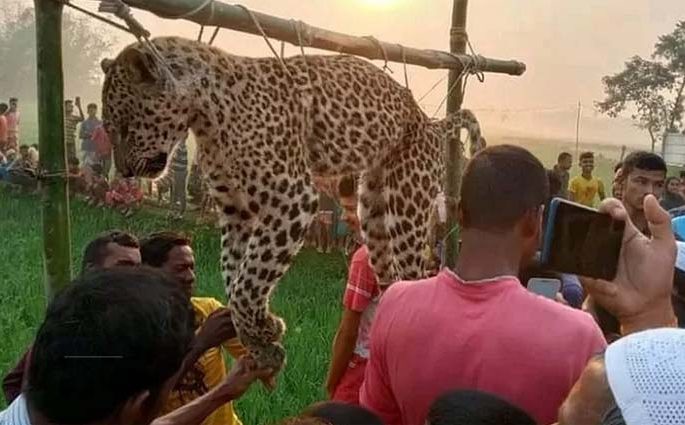 নীলফামারীতে বৈদ্যুতিক তারের ফাঁদে চিতাবাঘের মৃত্যু