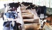‘গরু নিয়ে খুব কষ্টে আছি, খাবার দিতে পারছি না’
