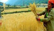 গম রপ্তানি নিষিদ্ধ করেছে ভারত