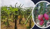 মিরসরাইয়ে ড্রাগন চাষে ঝুঁকছেন উদ্যোক্তারা