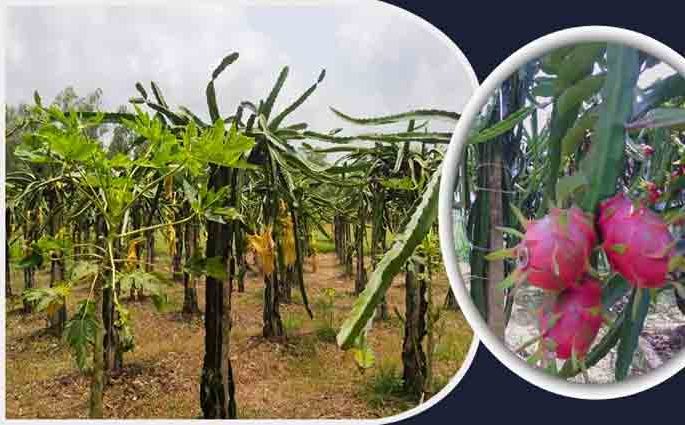 মিরসরাইয়ে ড্রাগন চাষে ঝুঁকছেন উদ্যোক্তারা