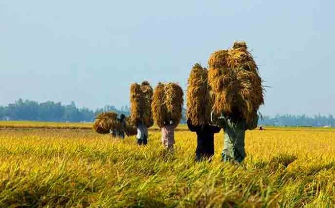 পদ্মা সেতুকে কেন্দ্র করে শরীয়তপুরে হচ্ছে শস্য সংরক্ষণের হিমাগার