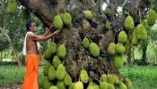 পানরুটিতে ২০০ বছরের কাঁঠালগাছ : ২০০ করে ফল