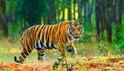 সুন্দরবনের ভারতীয় অংশে বাঘ গণনা শুরু