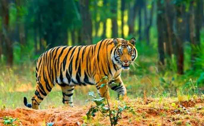 সুন্দরবনের ভারতীয় অংশে বাঘ গণনা শুরু