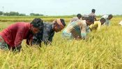 কৃষিঋণ বিতরণ নীতিমালায় কঠোরতা আনল বাংলাদেশ ব্যাংক