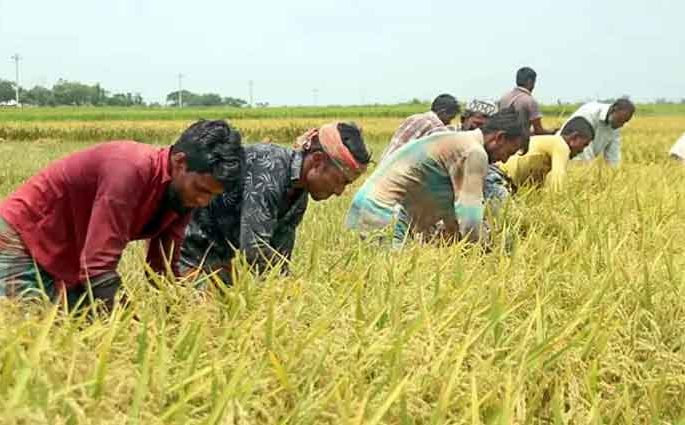 কৃষিঋণ বিতরণ নীতিমালায় কঠোরতা আনল বাংলাদেশ ব্যাংক