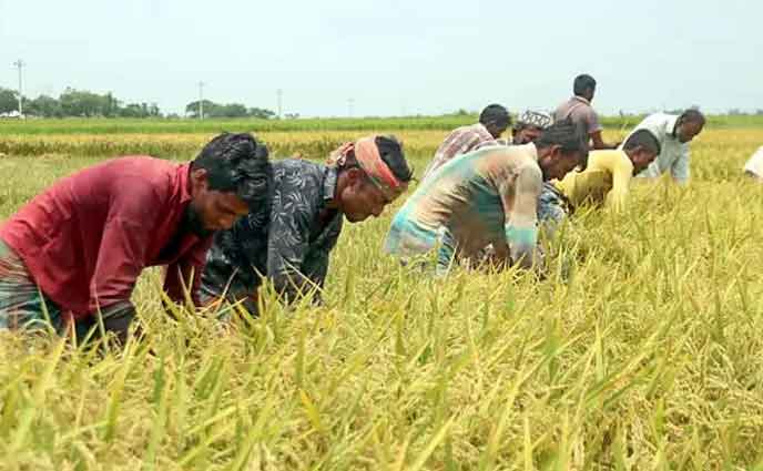 কৃষিঋণ বিতরণ নীতিমালায় কঠোরতা আনল বাংলাদেশ ব্যাংক