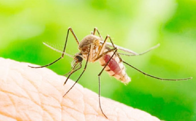 ২৪ ঘণ্টায় ডেঙ্গুতে আক্রান্ত ২ জন