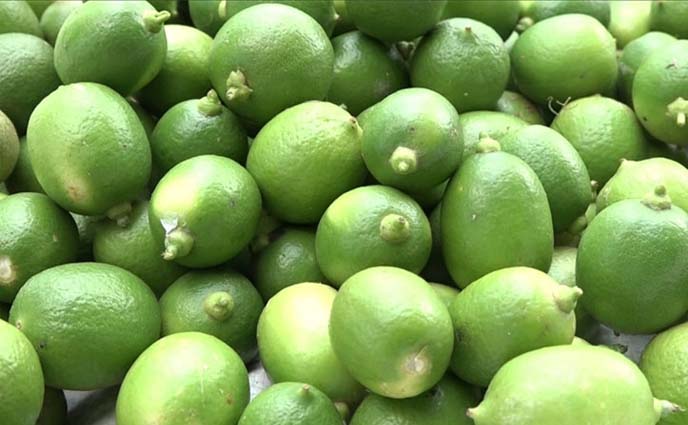 লেবুর হালি ৮০ টাকা