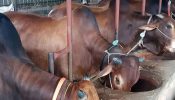 ঈদে ১ লাখ গরু আমদানির সুপারিশ