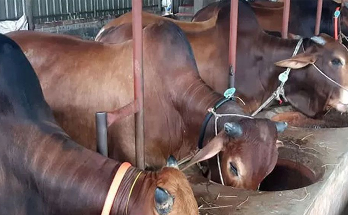ঈদে ১ লাখ গরু আমদানির সুপারিশ