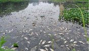 হাতিরঝিলে ভেসে উঠেছে শত শত মরা মাছ