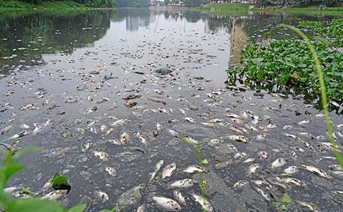 হাতিরঝিলে ভেসে উঠেছে শত শত মরা মাছ
