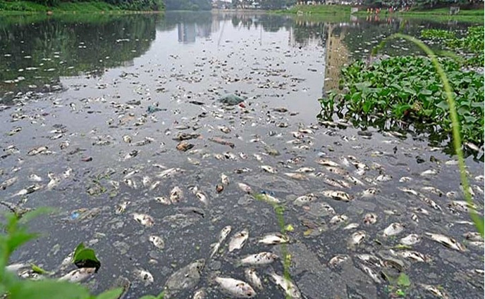 হাতিরঝিলে ভেসে উঠেছে শত শত মরা মাছ