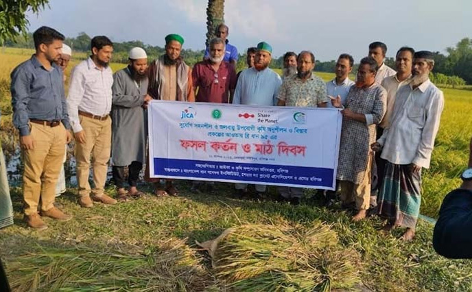 হবিগঞ্জে ব্রি ধান ৯৫ এর আশানুরুপ ফলন