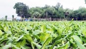 কুমিল্লায় দু’শ ১০ হেক্টর জমিতে হলুদ চাষ