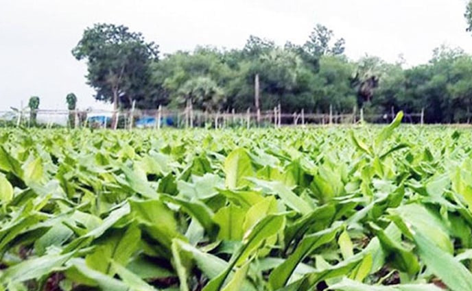 কুমিল্লায় দু’শ ১০ হেক্টর জমিতে হলুদ চাষ