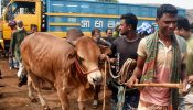 কোরবানির পশুর গাড়ি আটকে চাঁদাবাজি : ৫ পুলিশ সদস্য বরখাস্ত