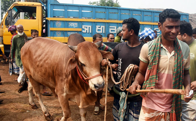 কোরবানির পশুর গাড়ি আটকে চাঁদাবাজি : ৫ পুলিশ সদস্য বরখাস্ত