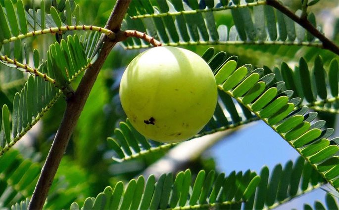 গরমে আমলকি খেলে কী হয়?