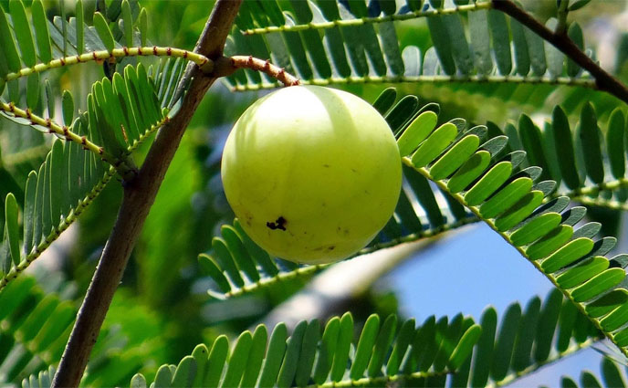 গরমে আমলকি খেলে কী হয়?