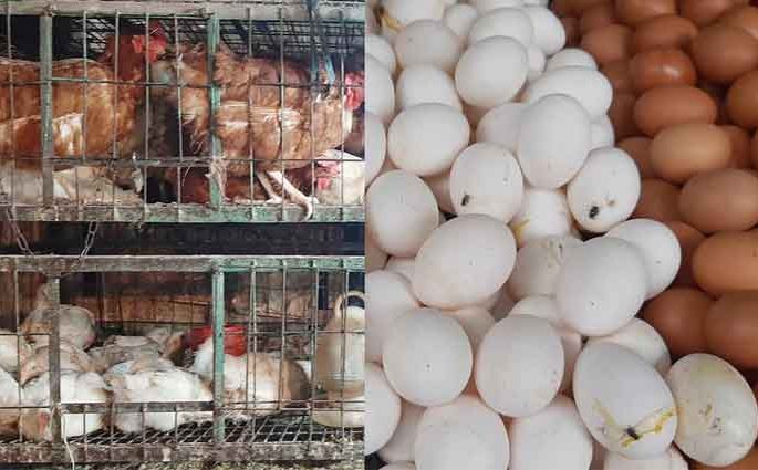 ডিম ও মুরগির দাম বেঁধে দিলো সরকার