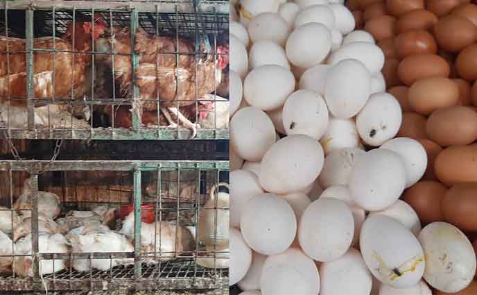 ডিম ও মুরগির দাম বেঁধে দিলো সরকার