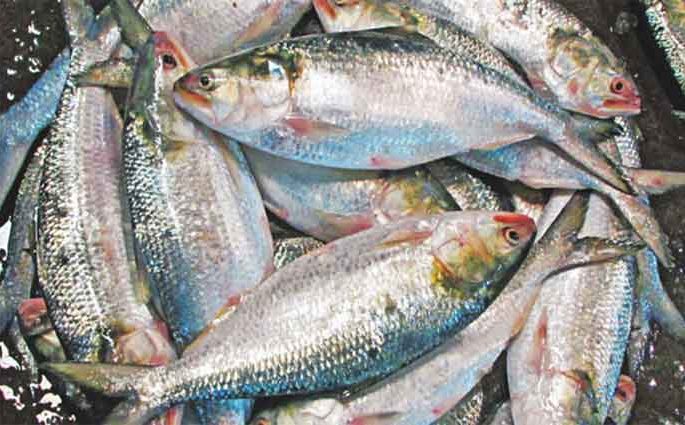 ১২০০ টাকা কেজি দরে ভারতে গেল ৫৪ টন ইলিশ