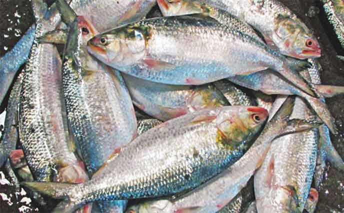 ১২০০ টাকা কেজি দরে ভারতে গেল ৫৪ টন ইলিশ
